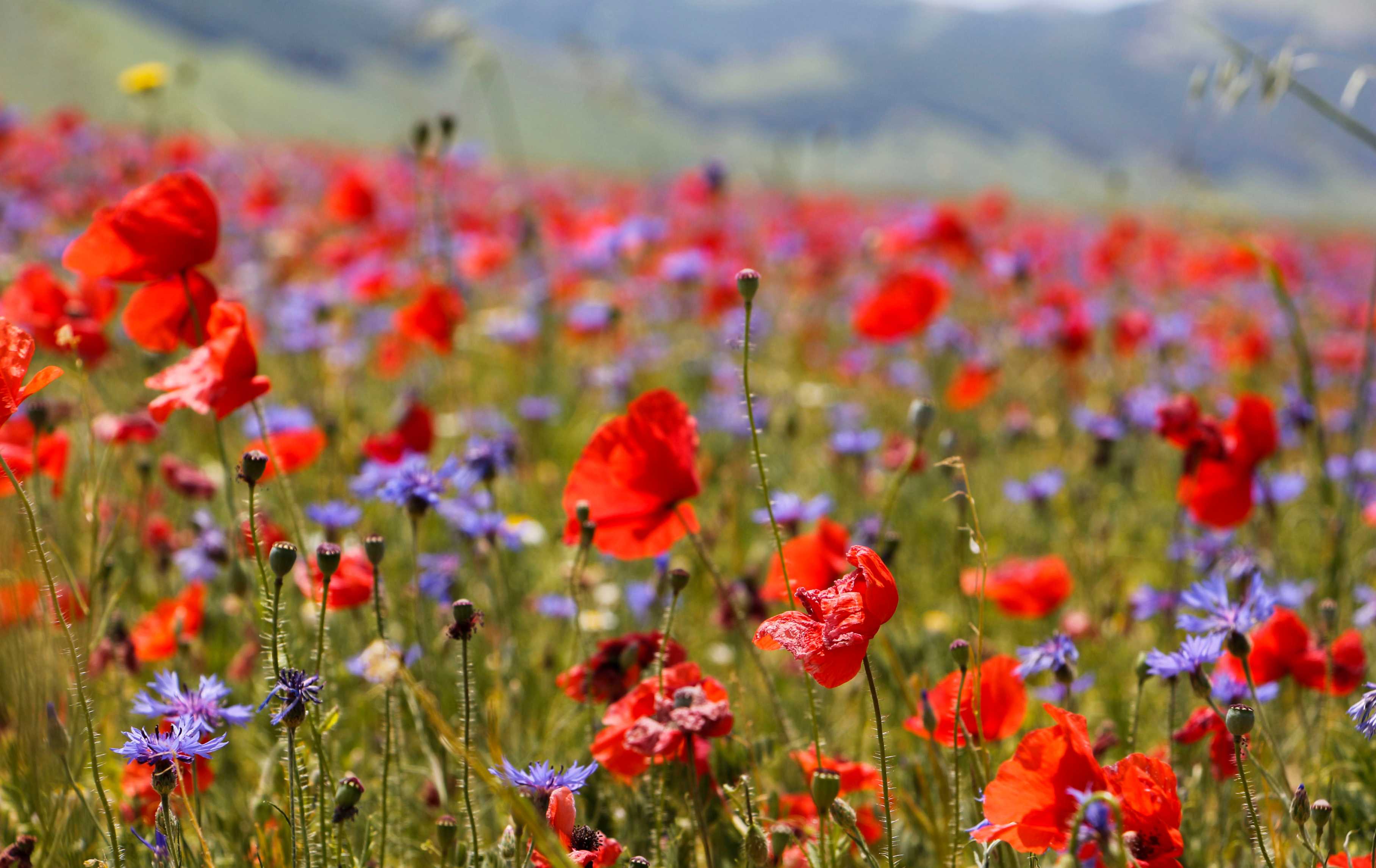 Densità di semina delle colture di copertura: regola pratica e calcolo in kg/ha