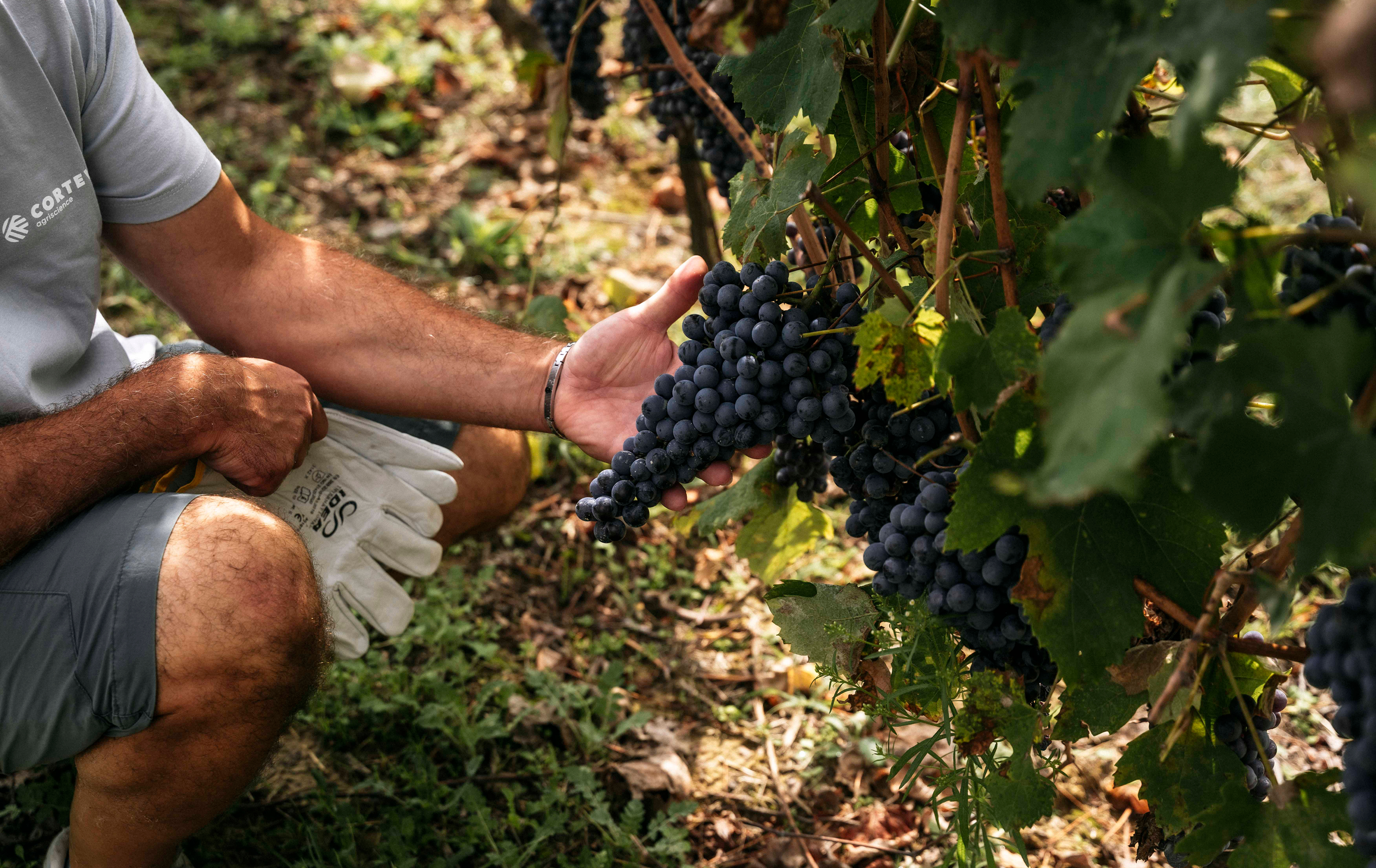 Concimazione della vite: come scegliere l’apporto nutritivo e gestirlo correttamente