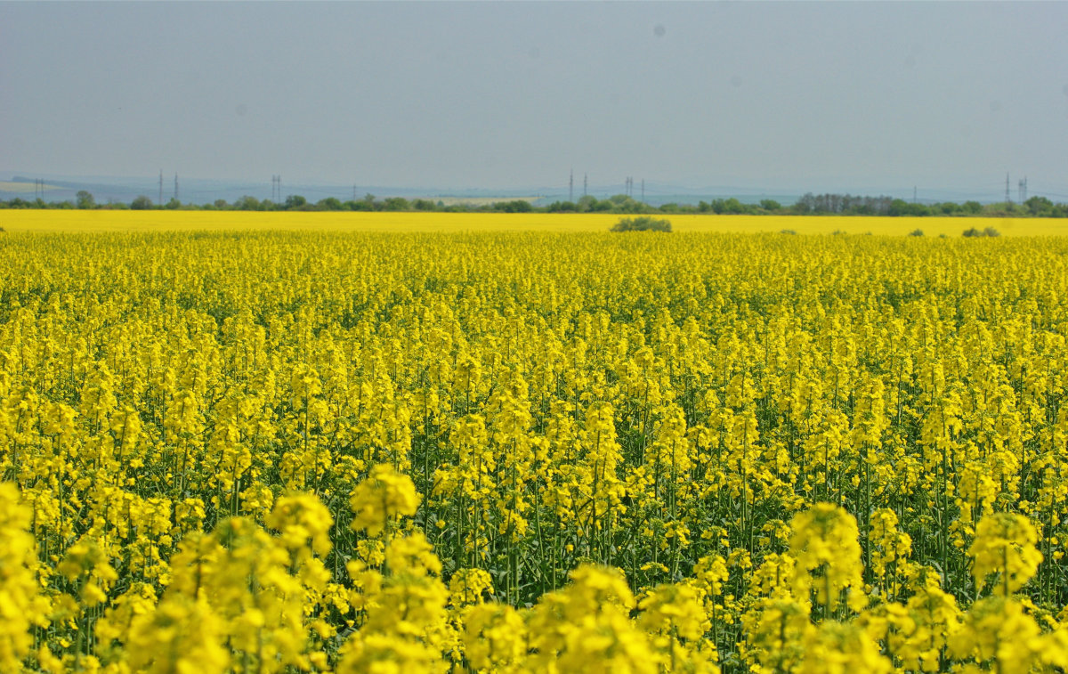 Colture di copertura: progettazione e gestione in azienda