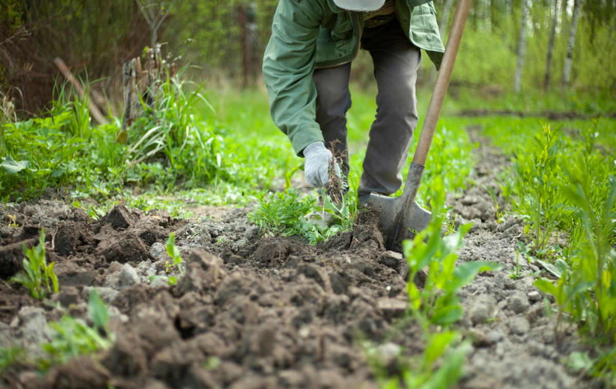Infestanti come indicatori del suolo: leggere i segnali per intervenire sulle cause