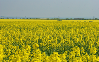 Colture di copertura: progettazione e gestione in azienda