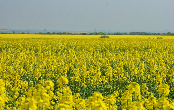 Colture di copertura: progettazione e gestione in azienda